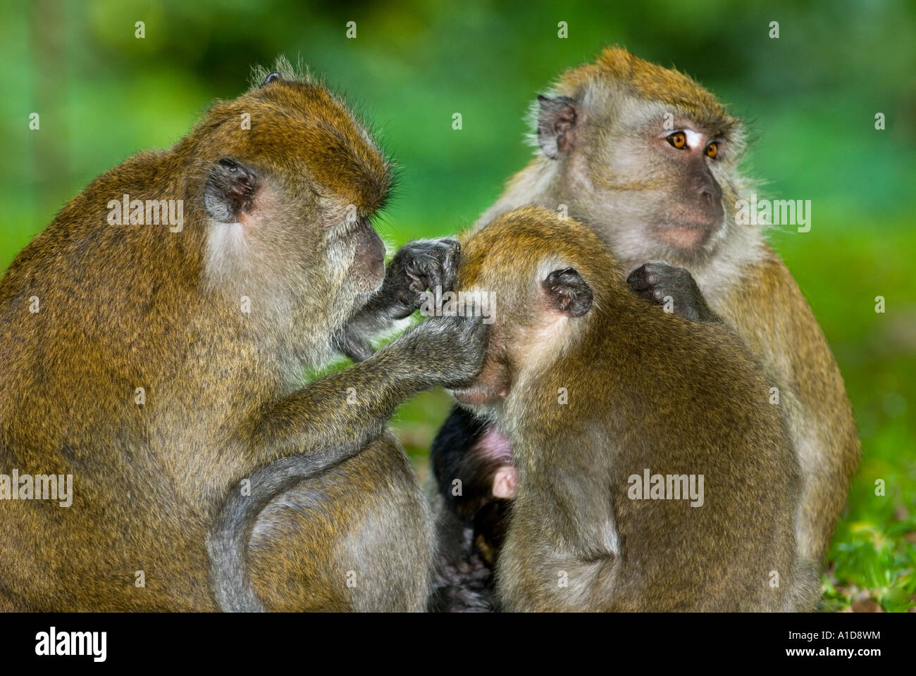 Lousing jeune jeune Macaque Macaca sauvage barbarie singe macaque monkey en dehors de Singapour en plein air Banque D'Images