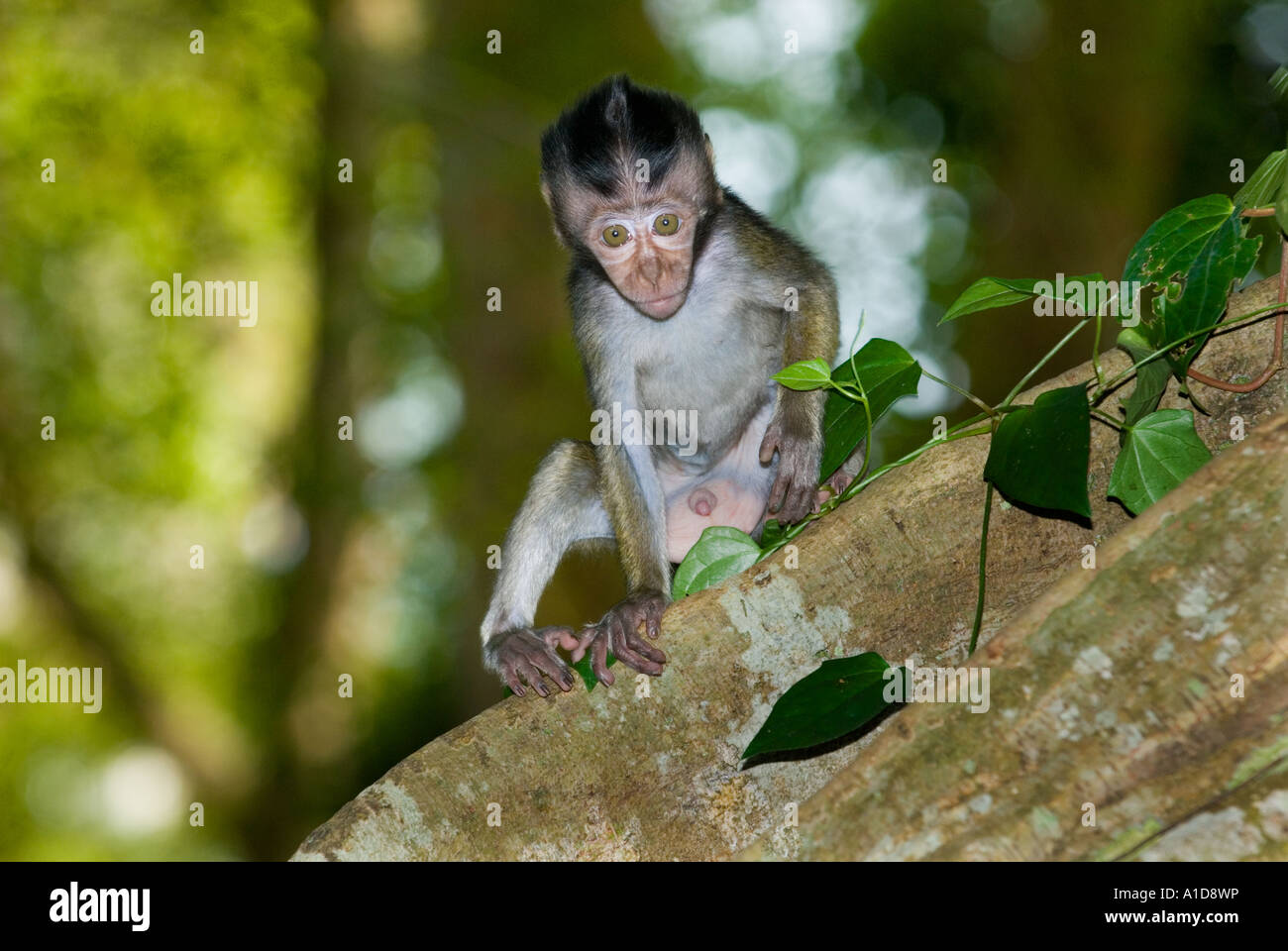 Jeune Jeune Macaque Macaca sauvage barbarie singe macaque monkey en dehors de Singapour en plein air Banque D'Images