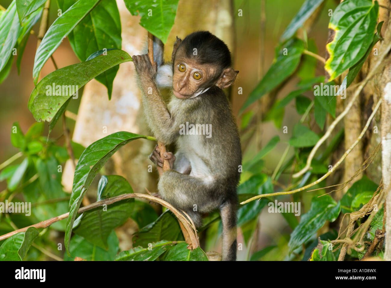 Jeune Jeune Macaque Macaca sauvage barbarie singe macaque monkey en dehors de Singapour en plein air Banque D'Images