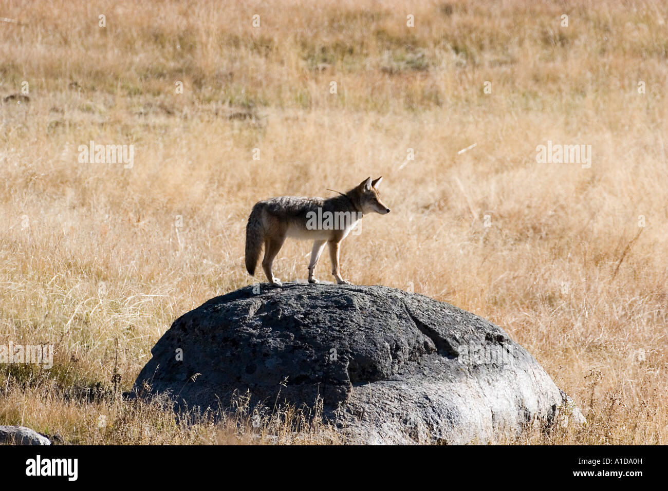 Coyote de Yellowstone Banque D'Images