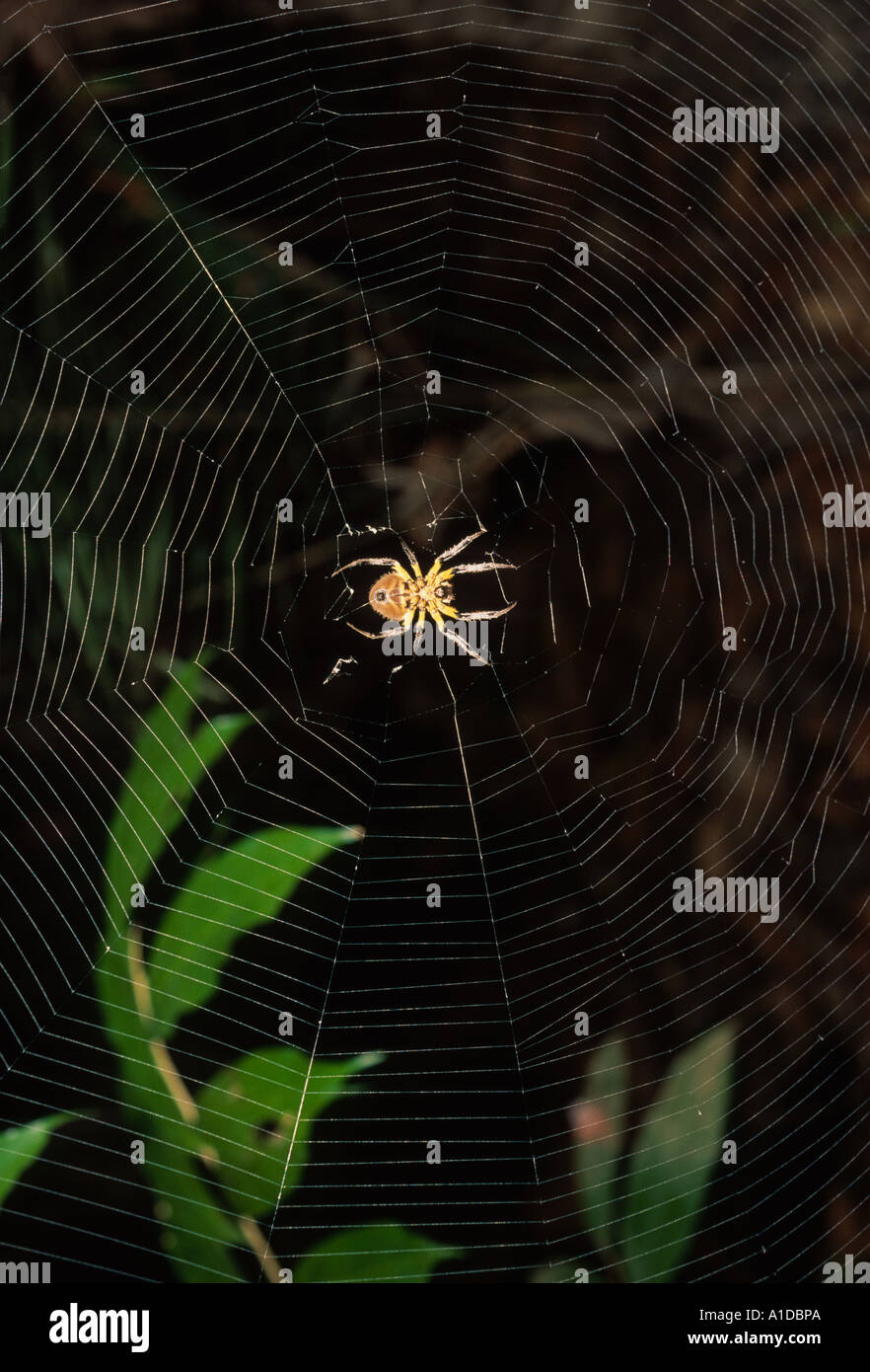 Tissage Orb araignée dans le web Banque D'Images