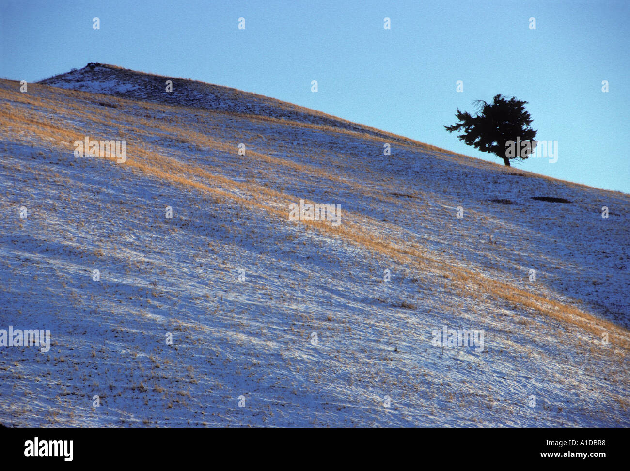 Arbre solitaire avec crêtes prairies neige coucher soleil lumière Banque D'Images