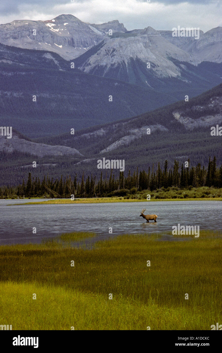 Bull Elk Cervus elaphus dans la rivière Athabasca Parc national Jasper en Alberta Banque D'Images
