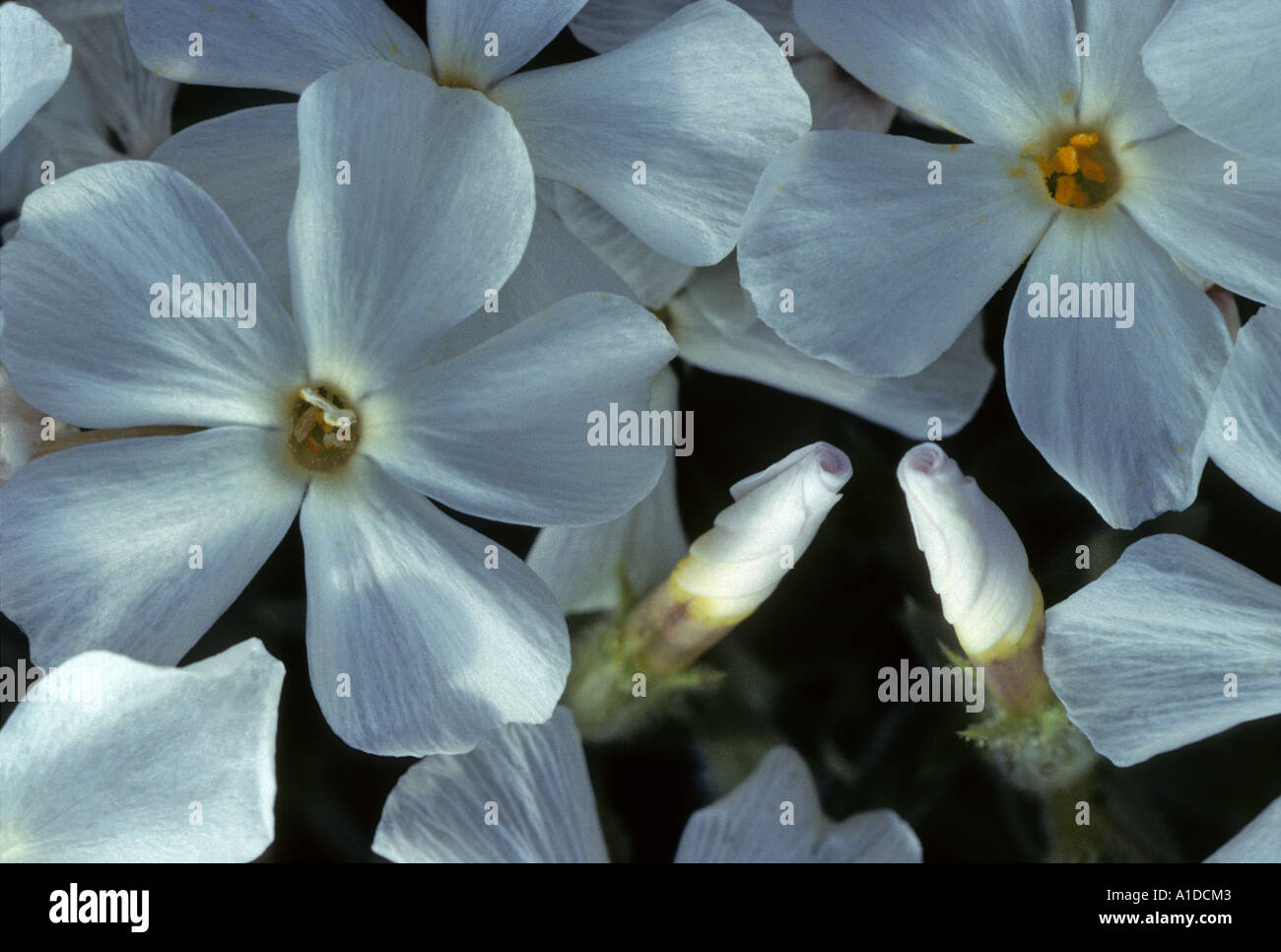White phlox, phlox multiflora, fleurs avec deux sur le point de fleurir Banque D'Images