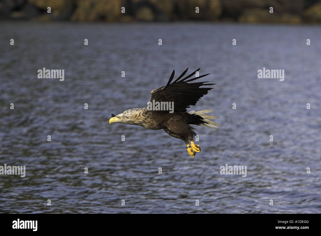 Pygargue à queue blanche (Haliaeetus albicilla), Banque D'Images