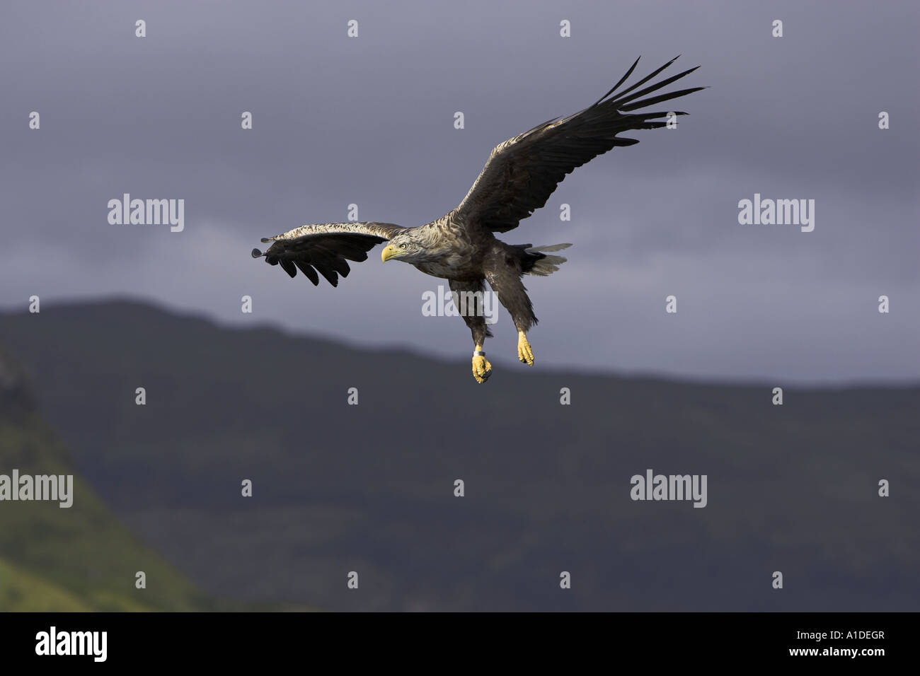 Pygargue à queue blanche (Haliaeetus albicilla), Banque D'Images