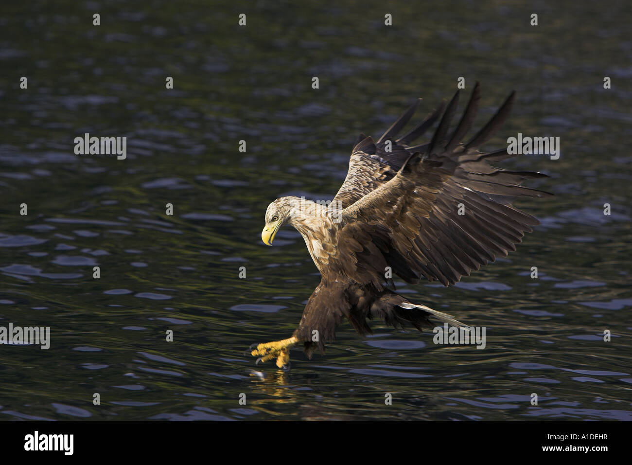 Pygargue à queue blanche (Haliaeetus albicilla), Banque D'Images