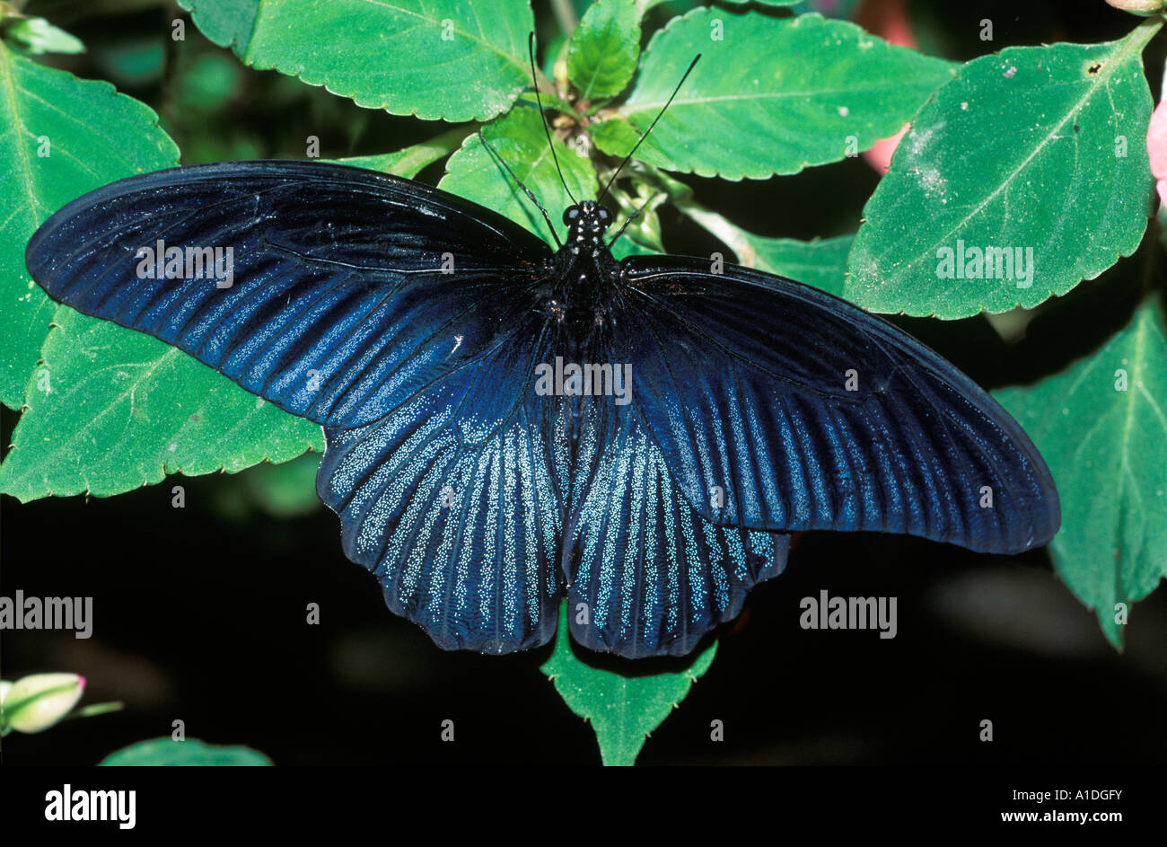 Grand Mormon Papilio memnon), Malaisie Banque D'Images