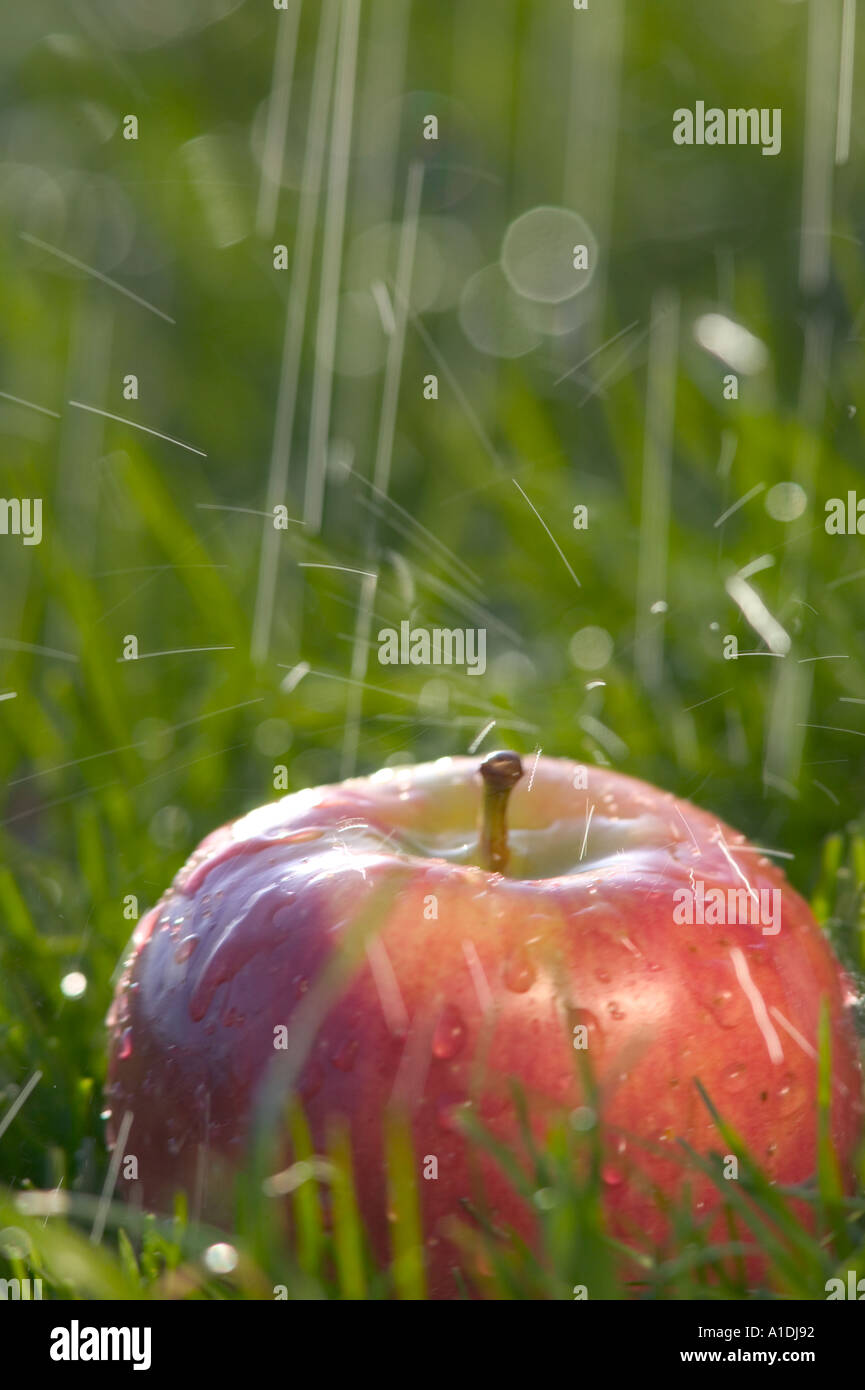 Sous la pluie d'Apple Banque D'Images