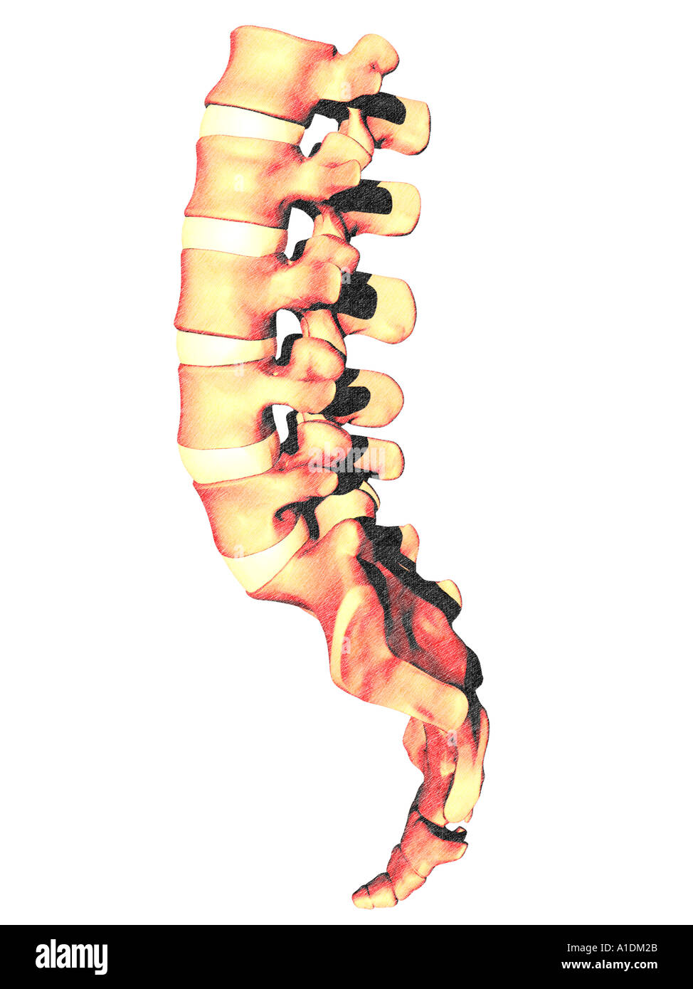 Vertèbre lombaire Sacrum Coccyx Banque D'Images