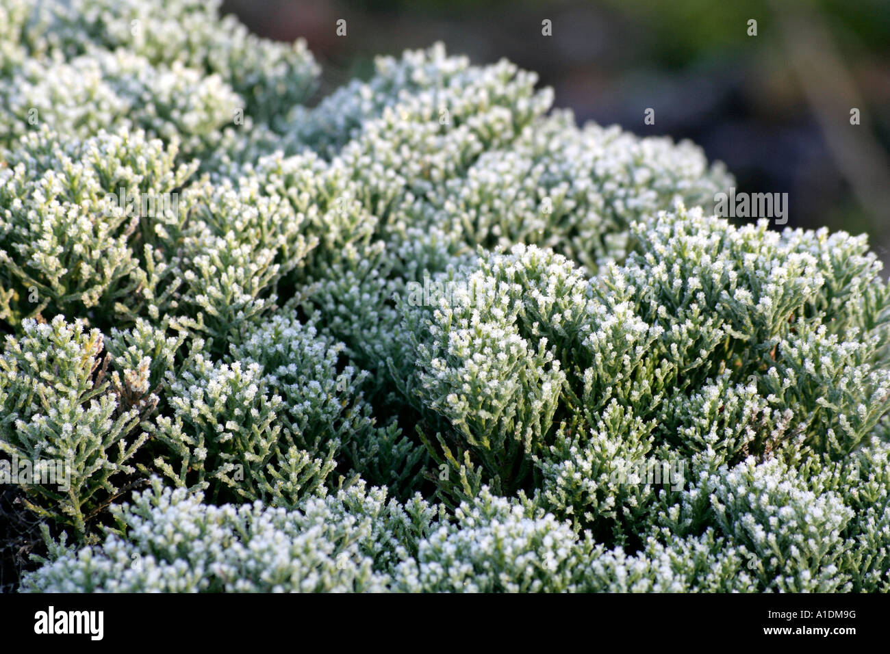 Hebe cupressoides Boughton Dome Banque D'Images