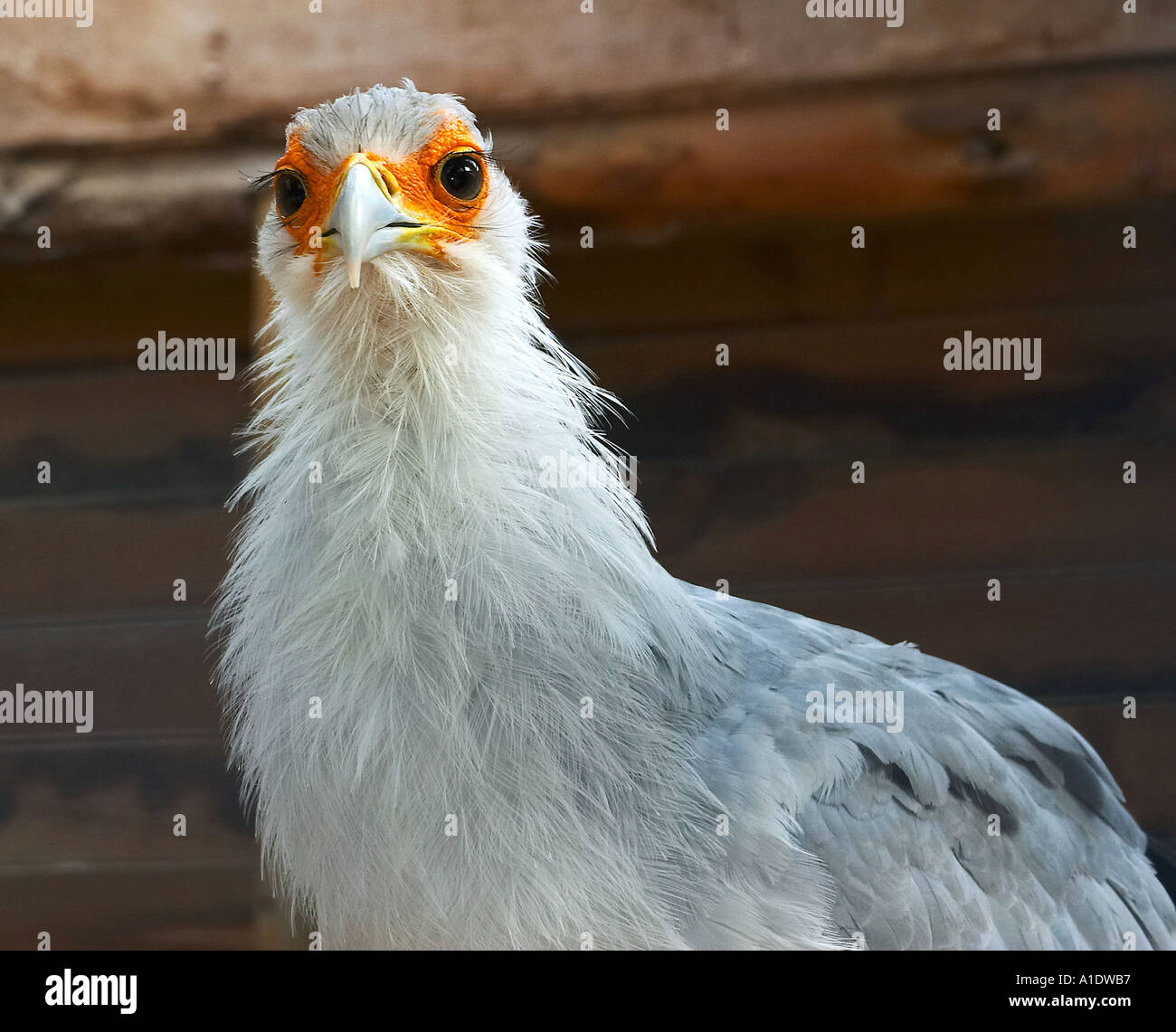 Le secrétaire d'un des oiseaux les plus insolites de oiseaux de proie Banque D'Images