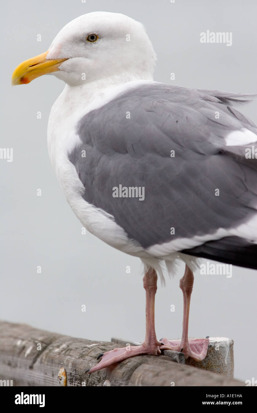 Goéland marin noire par San Francisco Bay California United States of America Banque D'Images