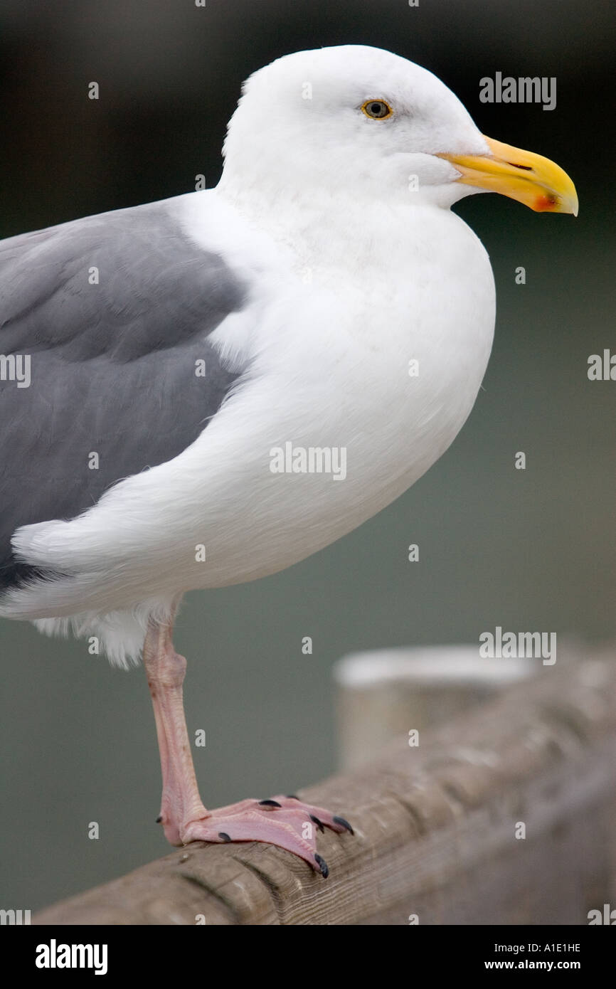 Goéland marin noire par San Francisco Bay California United States of America Banque D'Images