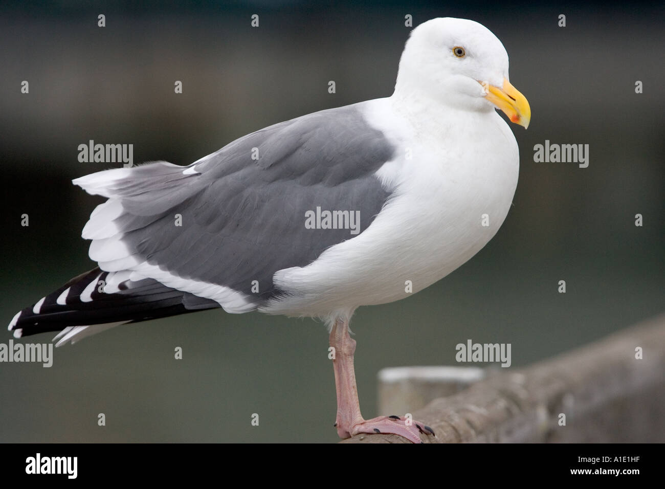 Goéland marin noire par San Francisco Bay California United States of America Banque D'Images
