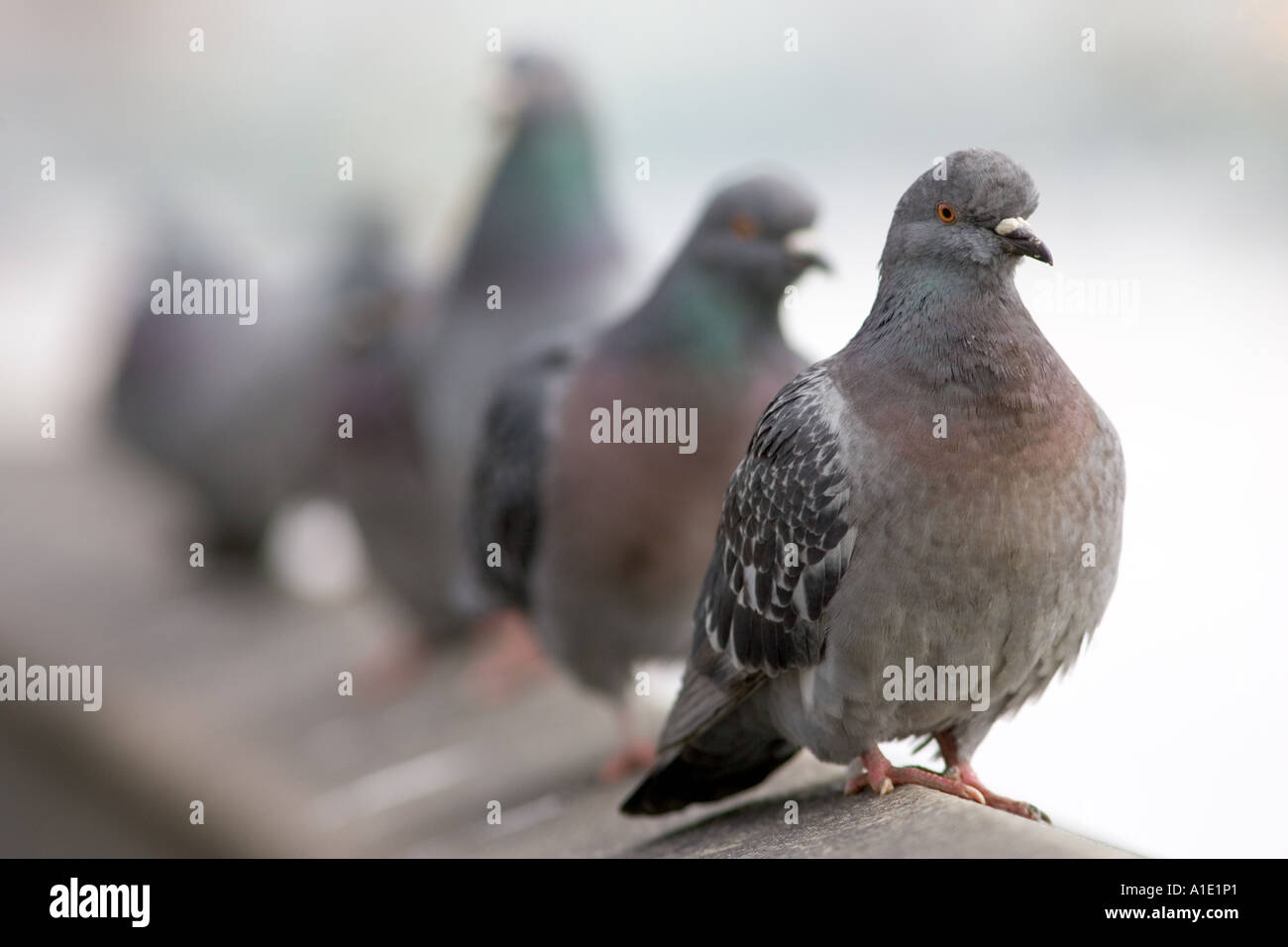 Les pigeons Southbank de Tamise London UK les oiseaux sauvages peuvent être à risque de grippe aviaire virus de la grippe aviaire Banque D'Images