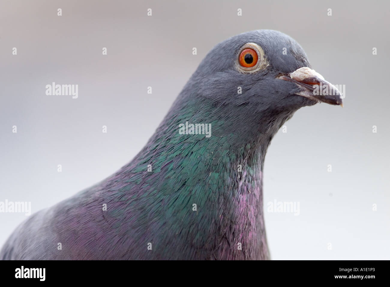 Southbank de Pigeon River Thames London UK les oiseaux sauvages peuvent être à risque de grippe aviaire virus de la grippe aviaire Banque D'Images