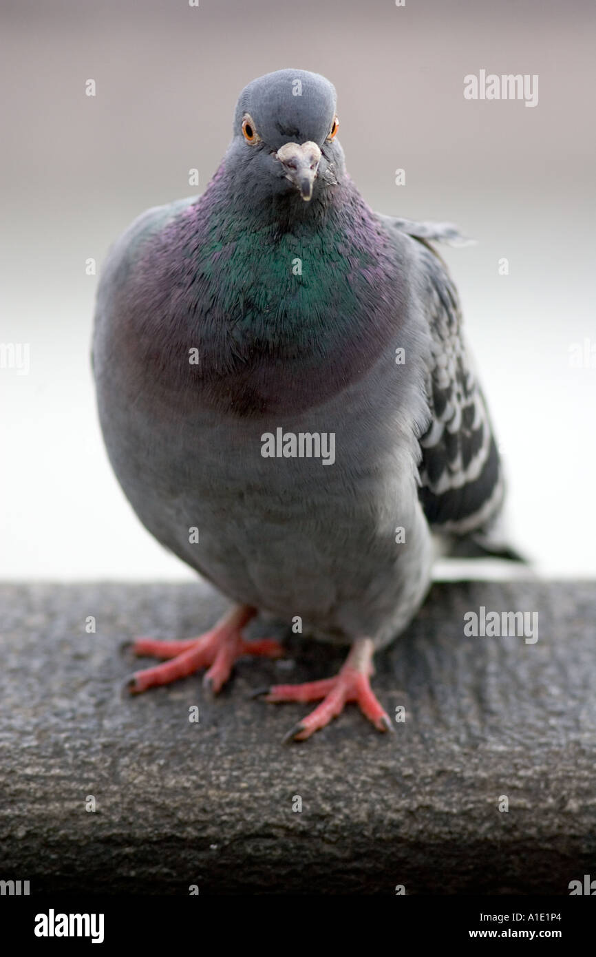 Southbank de Pigeon River Thames London UK les oiseaux sauvages peuvent être à risque de grippe aviaire virus de la grippe aviaire Banque D'Images