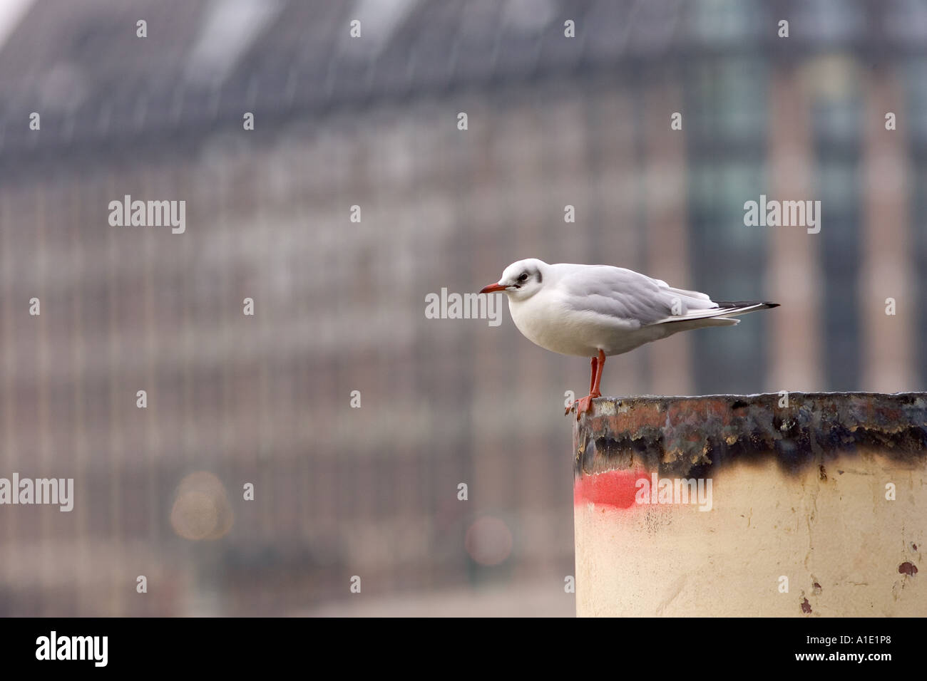 Gull perché sur navire amarré sur la Tamise Londres UK les oiseaux sauvages peuvent être à risque de grippe aviaire Virus de la grippe aviaire Banque D'Images