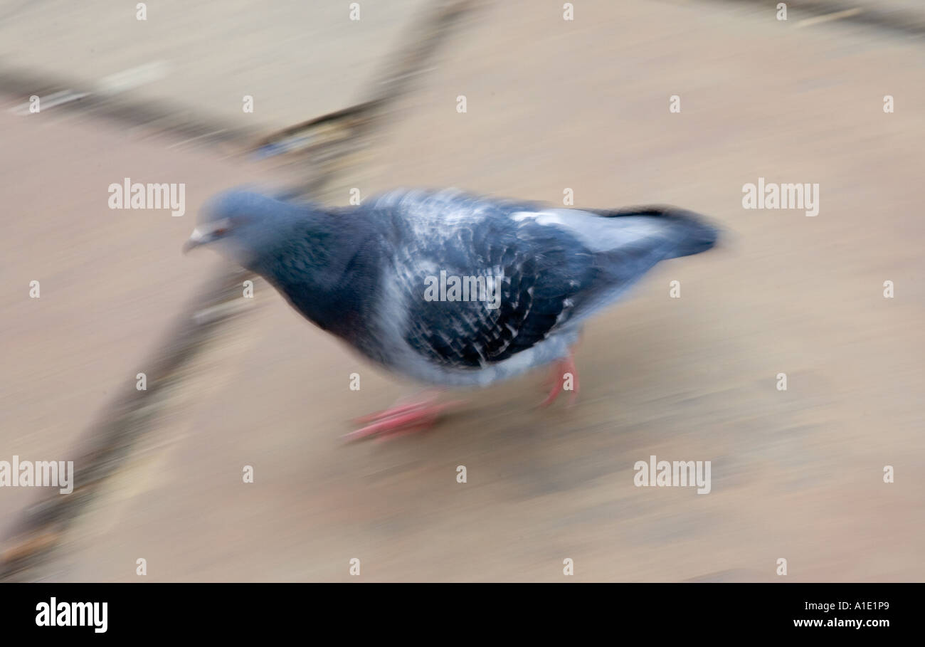 Pigeon sur chaussées Southbank London UK les oiseaux sauvages peuvent être à risque de grippe aviaire virus de la grippe aviaire Banque D'Images