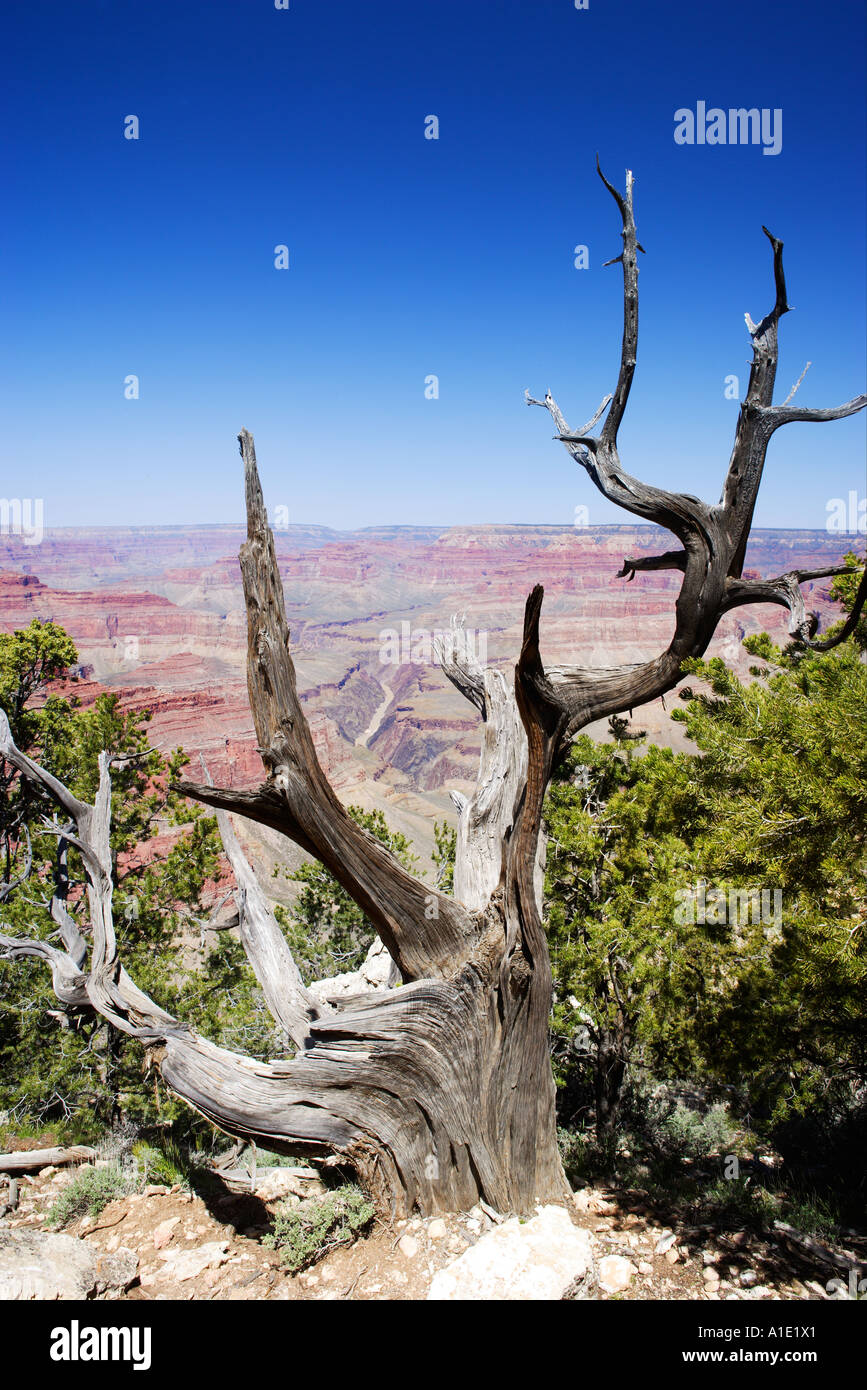 USA Grand Canyon South Rim trail de Vue Banque D'Images