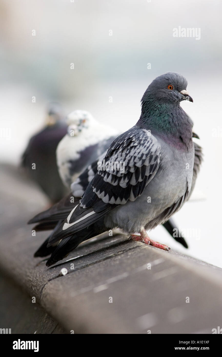 Les pigeons Southbank de Tamise London UK les oiseaux sauvages peuvent être à risque de grippe aviaire virus de la grippe aviaire Banque D'Images