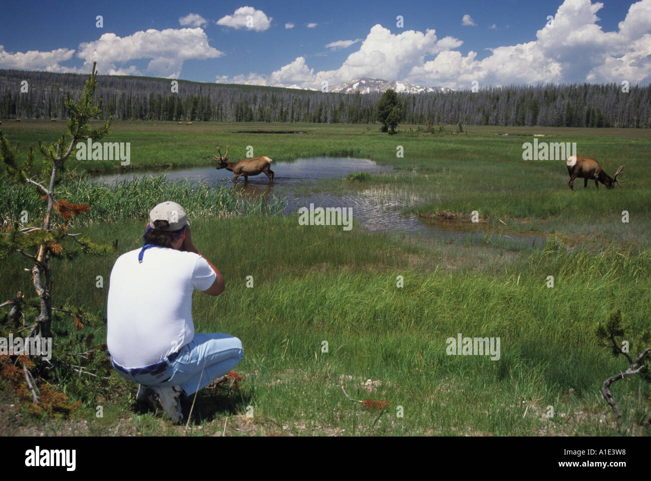 Un visiteur de prendre des photos de wapitis du parc national de Yellowstone au Wyoming, États-Unis d'Amérique Banque D'Images