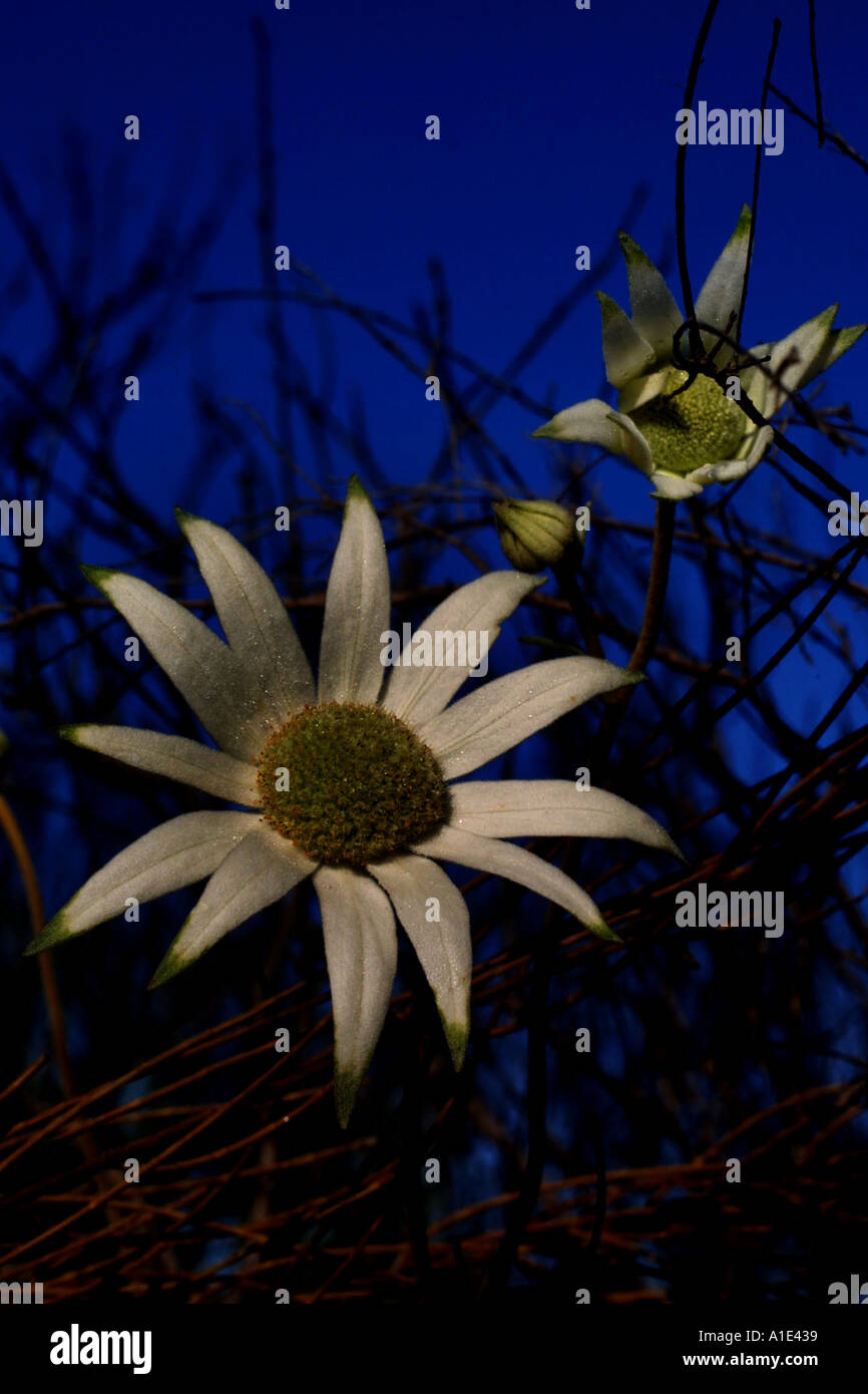 Flannel Flower Actinotus helianthi après g's Australie Banque D'Images
