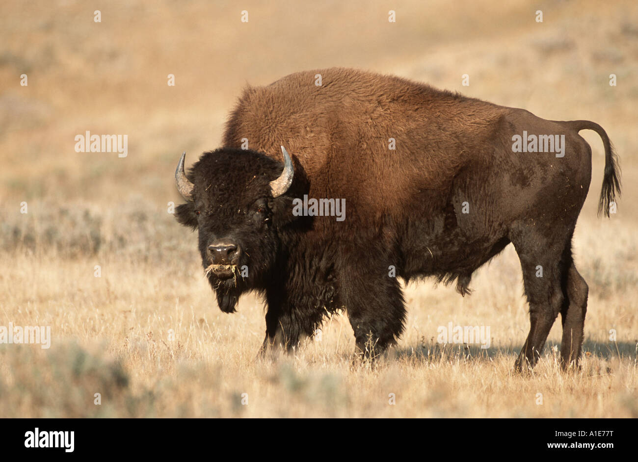 American bison, Bison (Bison bison), homme dans la prairie, USA, Wyoming, Yellowstone NP Banque D'Images