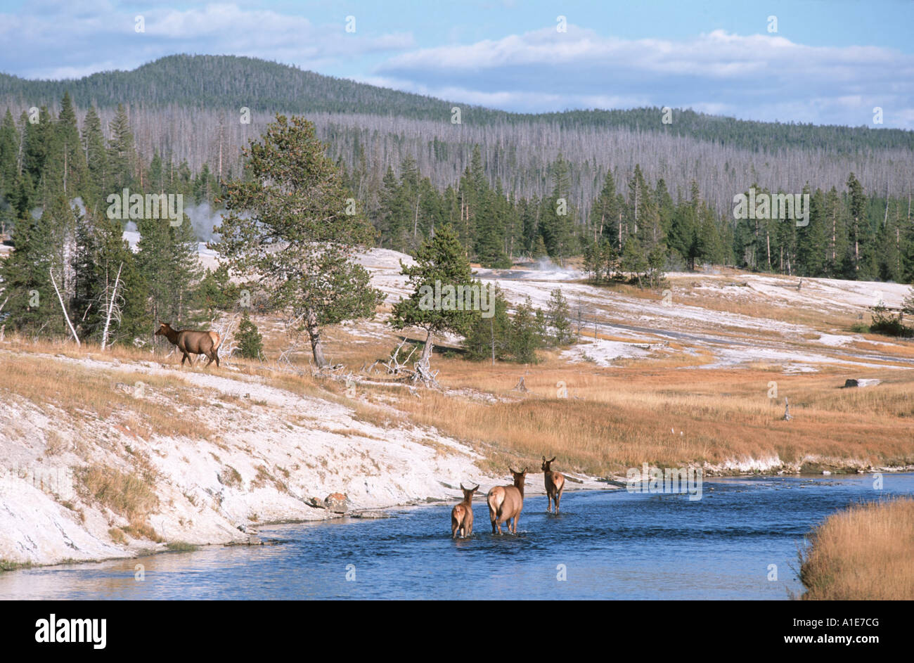 Wapiti, le wapiti (Cervus elaphus canadensis), pataugeant dans la rivière Yellowstone, Wyoming, USA, Yellowstone NP Banque D'Images