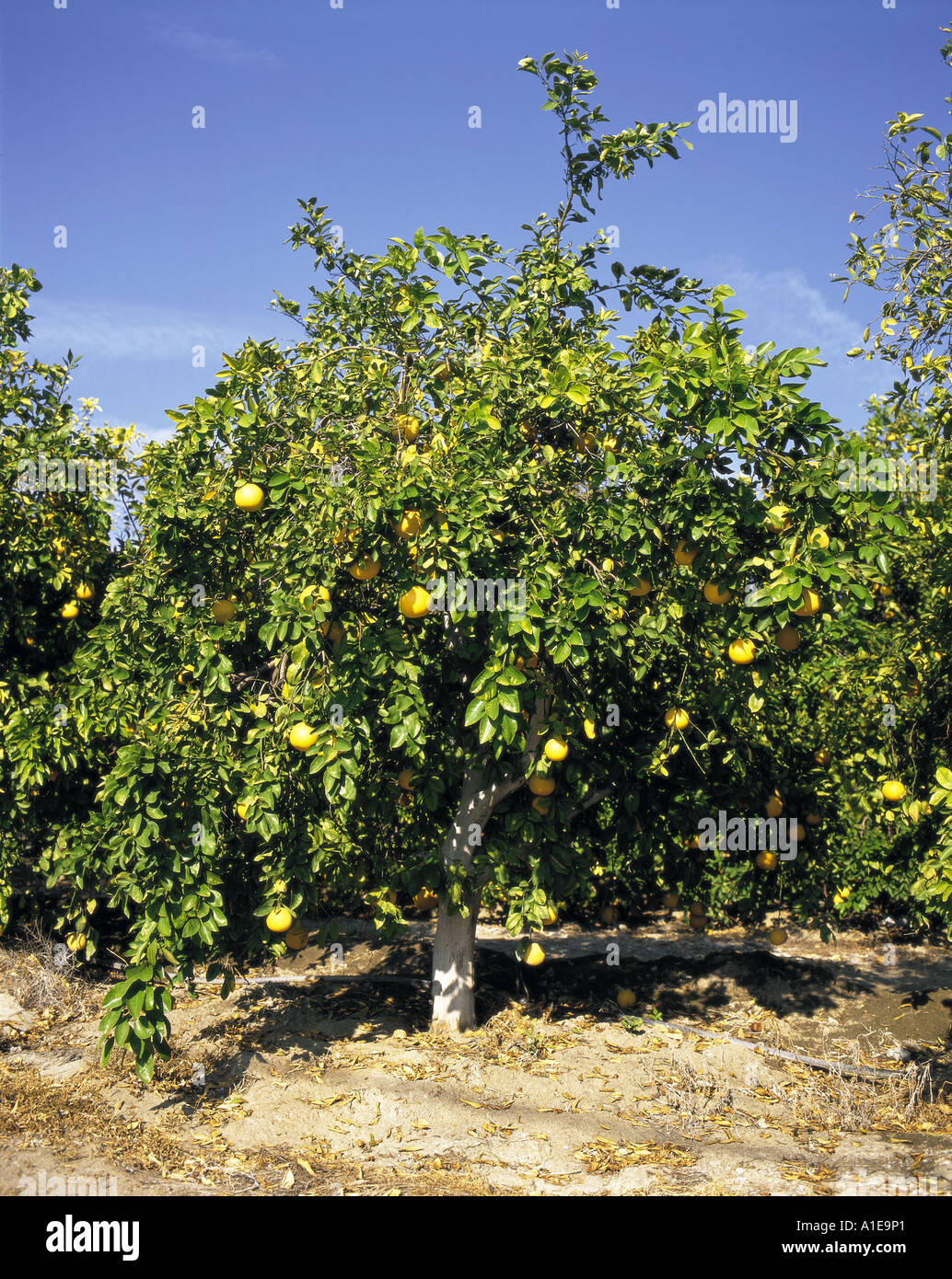 Arbre avec du pamplemousse dans orchard Salinas California USA Banque D'Images