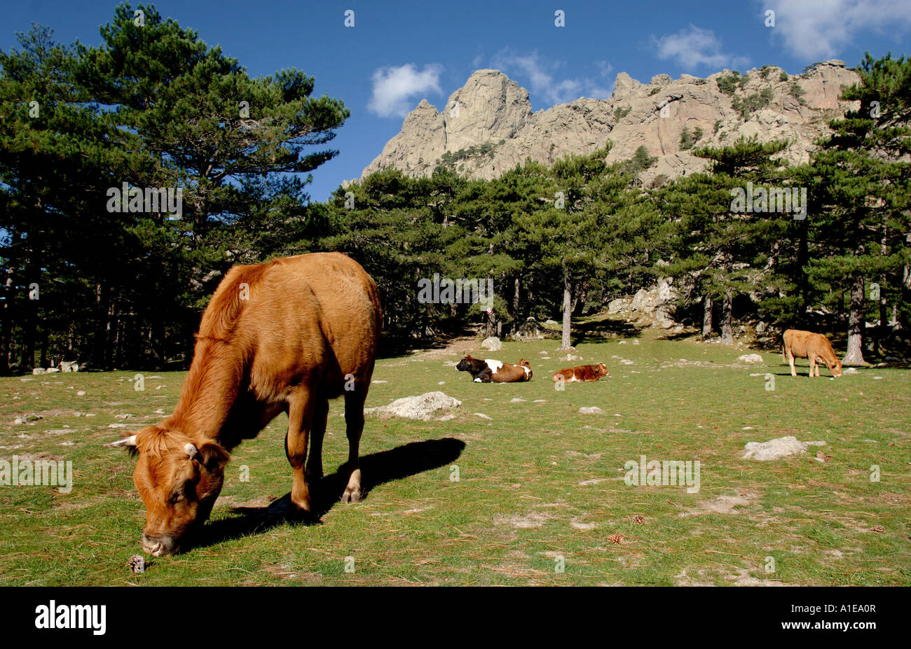 Les bovins domestiques (Bos primigenius f. taurus), vache dans les montagnes de Bavella, Corse, France Banque D'Images