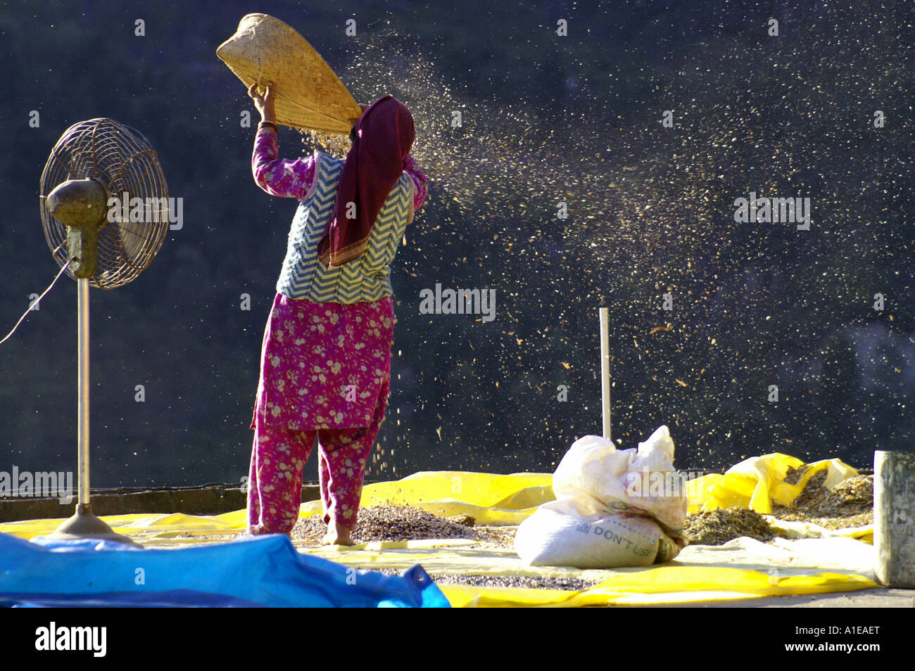 Femme indienne en sari trier le grain de l'hélice du ventilateur électrique avec la cosse du comité permanent sur le toit dans l'Inde, Vashist Banque D'Images