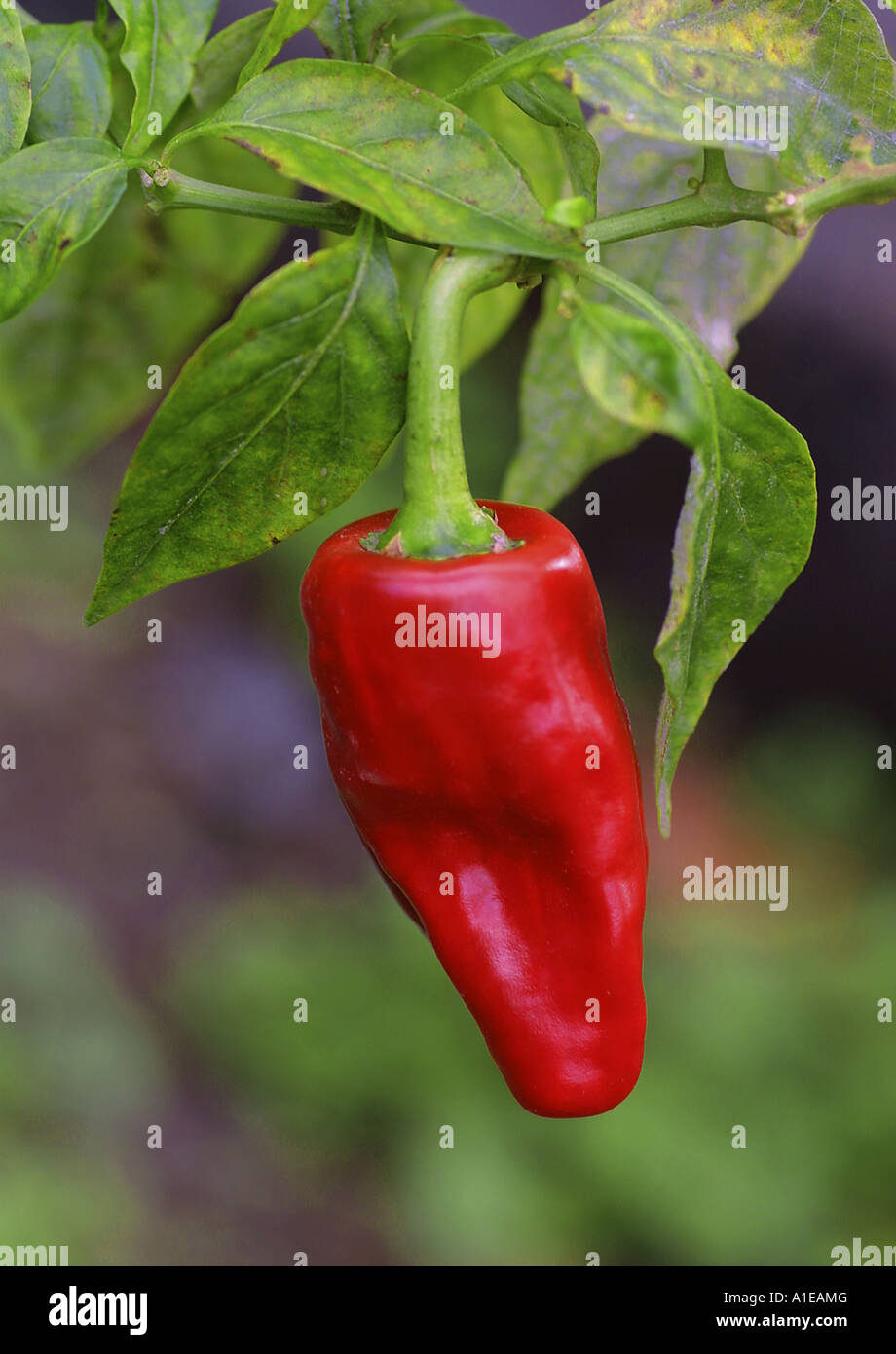 Le piment de cayenne, paprika (Capsicum annuum), des fruits mûrs Photo