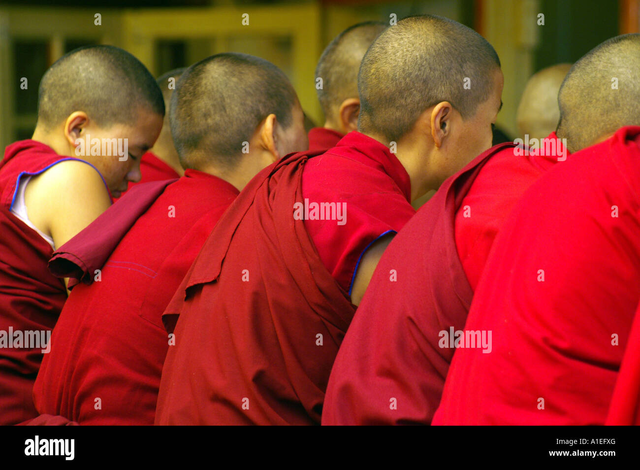 Ligne de jeunes moines bouddhistes tibétains assis sur la prière dans le monastère de Namgyal, Inde Banque D'Images