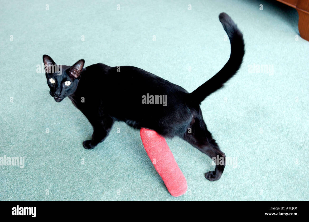 Pas de chance chat noir avec jambe blessée en rouge en plâtre Banque D'Images