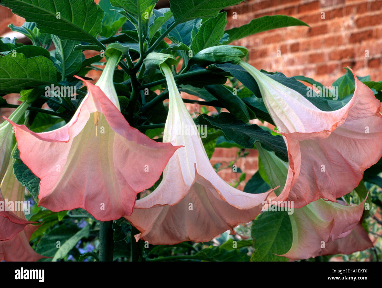 Brugmansia versicolor Banque D'Images