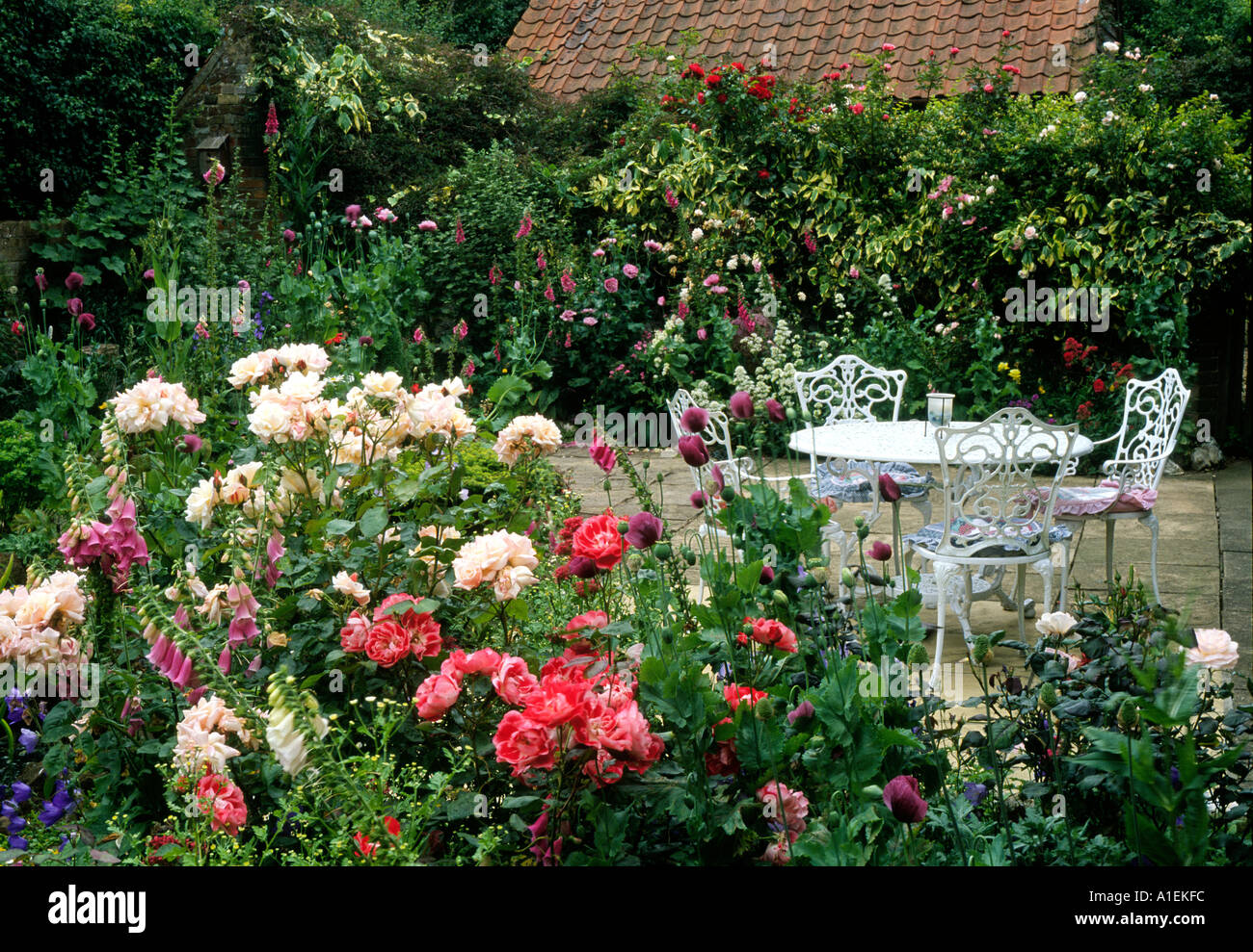 Jardin de roses et d'un patio Meubles de jardin plantes fleurs roses blanches roses blanches rouge chaises solitude tranquille et relaxant de la paix Banque D'Images