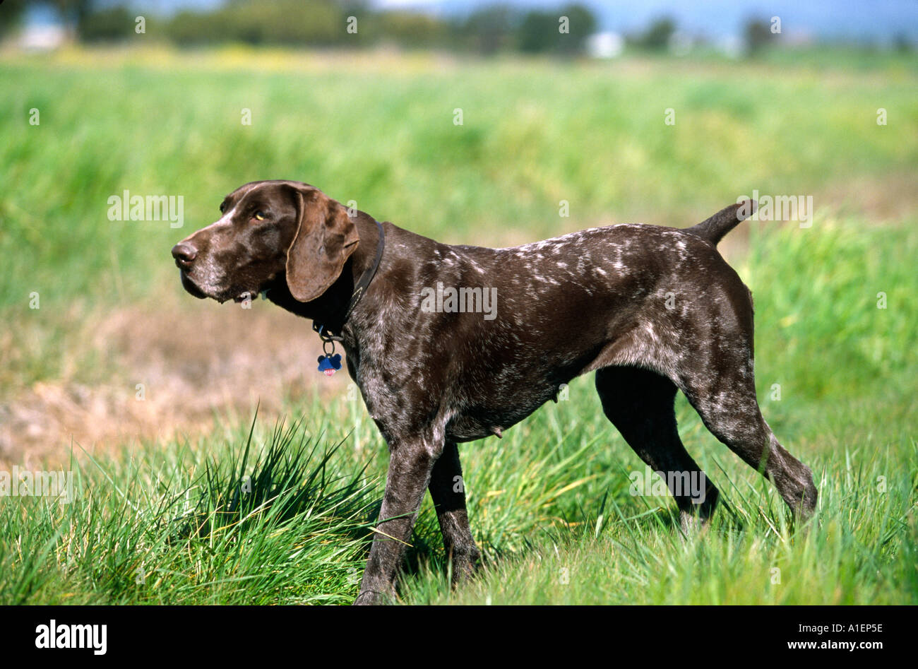 Lallemand Shorthair Chasse Chien De Race Pure Banque D