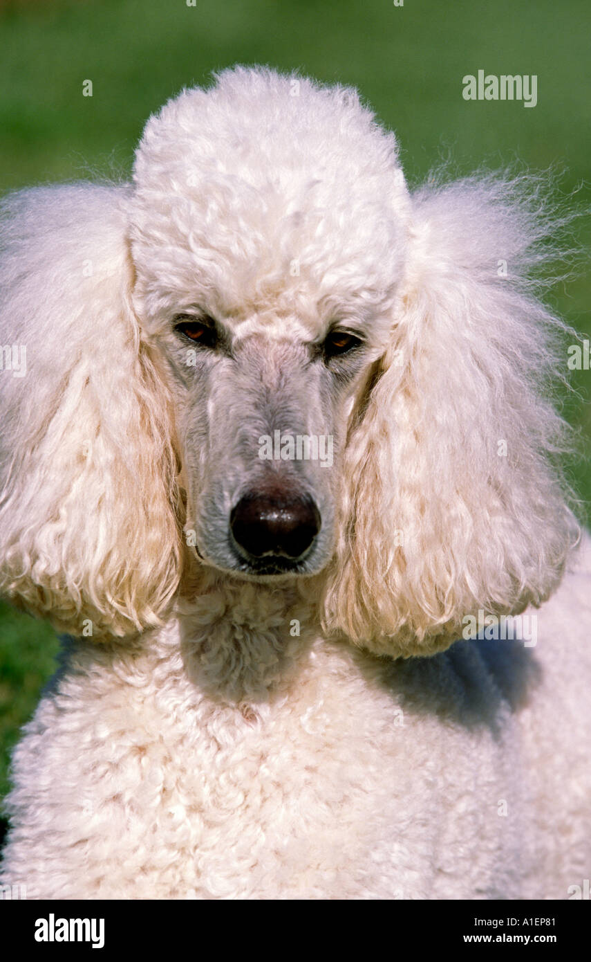 Portrait d'un chien de race caniche royal blanc Banque D'Images