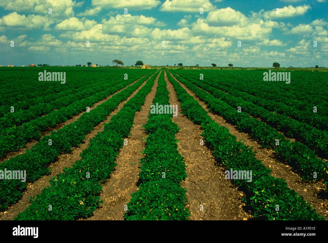 Rangées de champs d'arachides au Gujarat Inde Banque D'Images