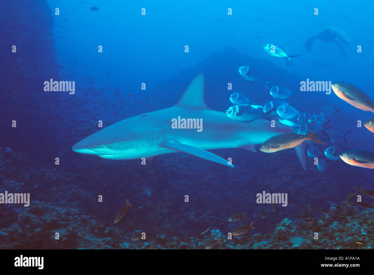 Requins Galápagos, îles Galapagos, est de l'océan Pacifique. L'Équateur, en Amérique du Sud. Banque D'Images