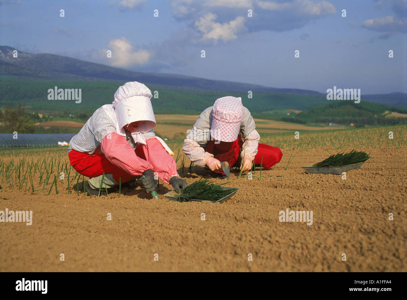 Deux femmes dans la plantation de bonnets dans un champ d'oignons sur Hokkaido Japon Asie G Hellier Banque D'Images