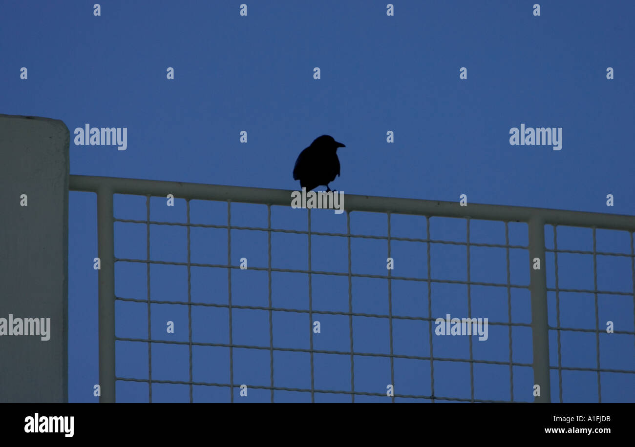 Oiseau sur une clôture Banque D'Images