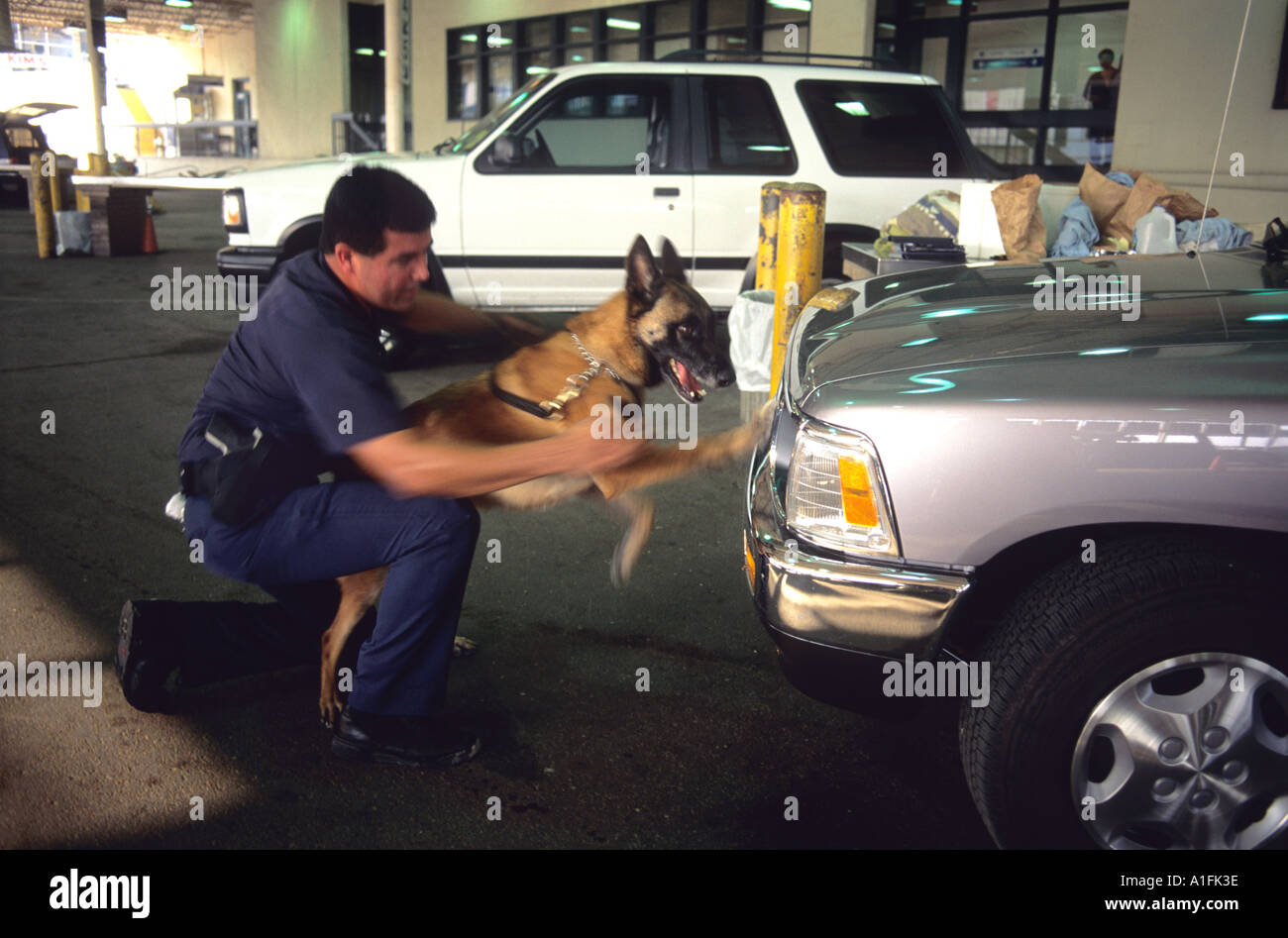 Officier de l'immigration des États-Unis avec un chien renifleur de drogue qui a alerté sur l'avant d'une voiture à la frontière du Texas au Mexique Banque D'Images