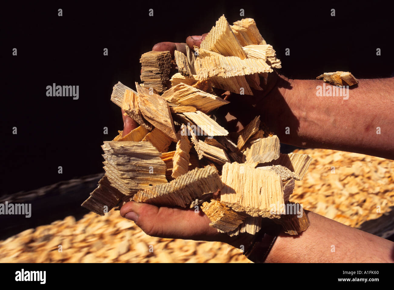 Les copeaux de bois utilisés dans la fabrication du papier Banque D'Images