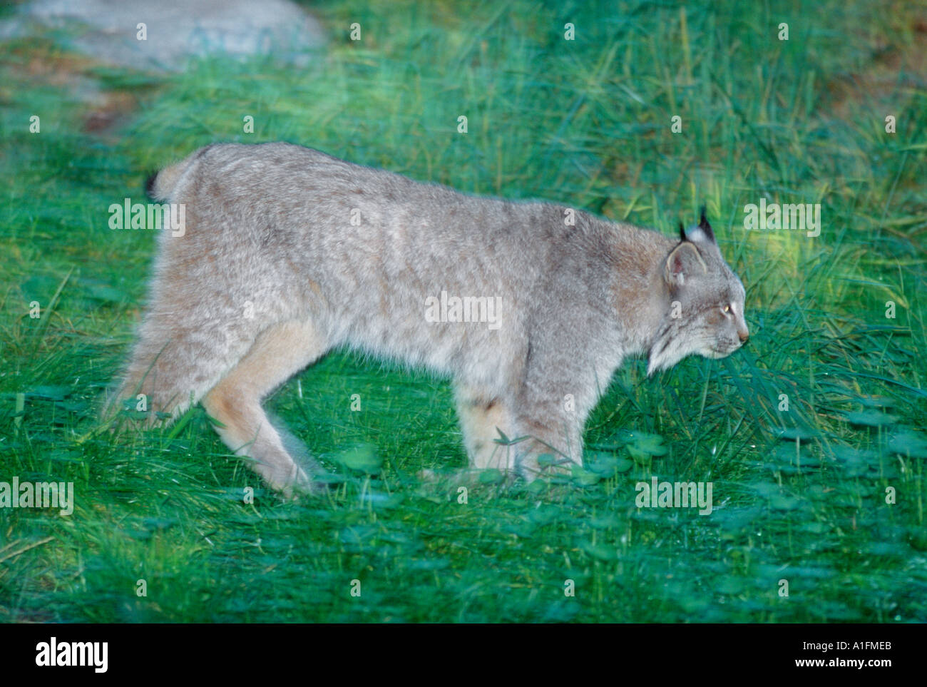 Les lynx sur le prowl-Note-Captive objet Banque D'Images