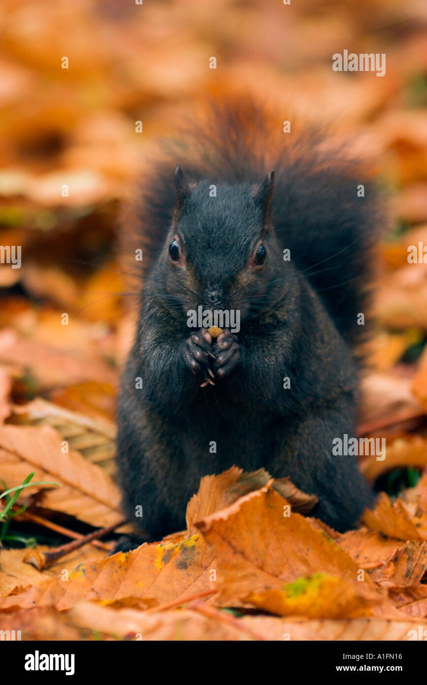 L'alimentation de l'écureuil noir parmi les feuilles d'automne au parc de la ville. Banque D'Images