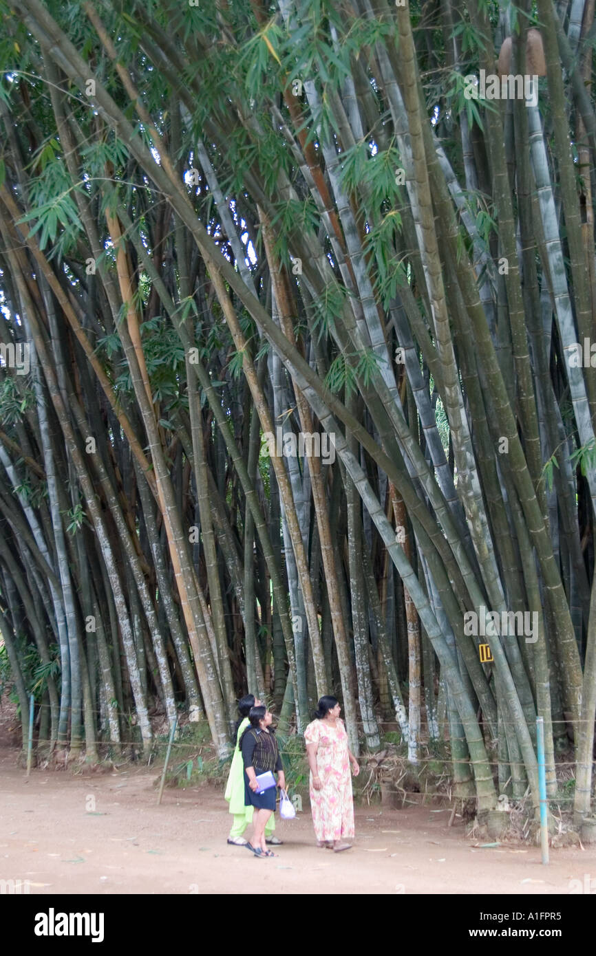 Bambou géant. Peradeniya Botanical Gardens, près de Kandy, Sri Lanka Banque D'Images