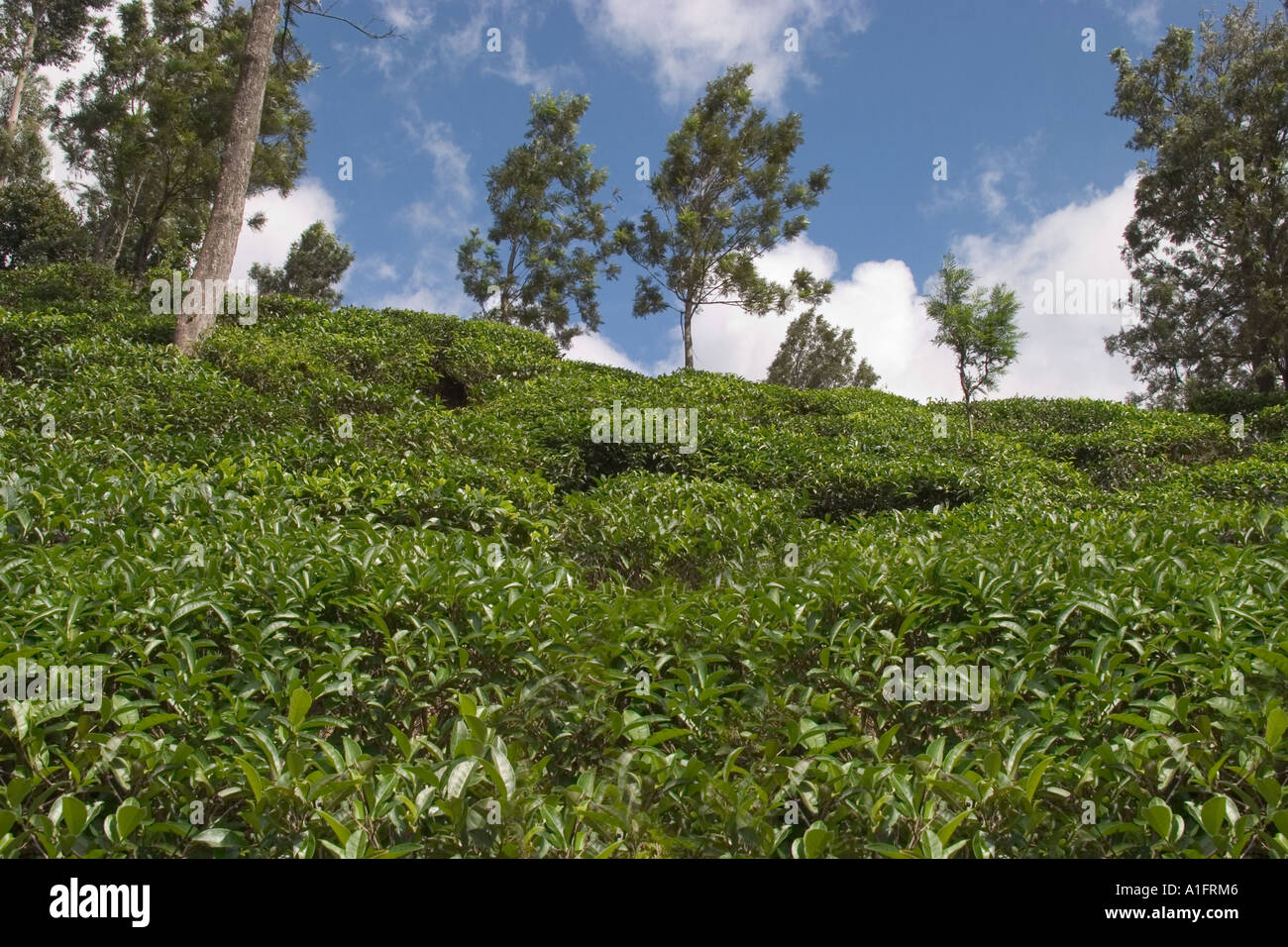 Plantation de thé. Ella, Sri Lanka Banque D'Images